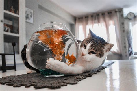 Can Dogs and Cats Eat Goldfish?