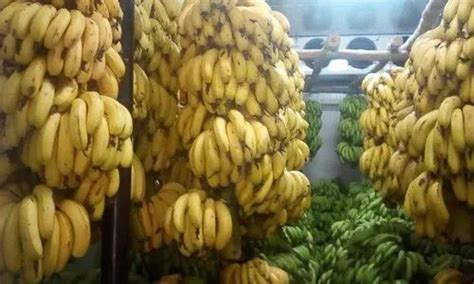 Ripening Chamber - Fruit Ripening Chambers Room Manufacturer from Bengaluru