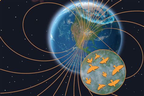 Radiolab Bird Migration at Emmanuel Jones blog