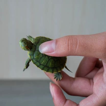 Image result for Turtle Shell Backpack for Custom Use