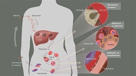 Malaria Parasite Life Cycle
