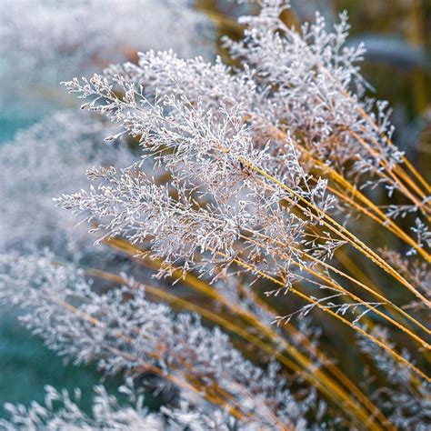 Buy purple moor grass Molinia caerulea 'Banshee (PBR)': Delivery by ...