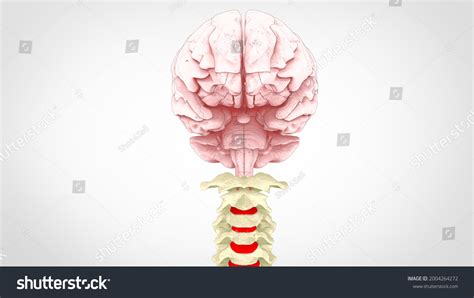 Brain 的图像结果