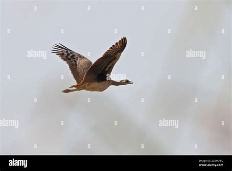 Image result for Alieneware Alpha