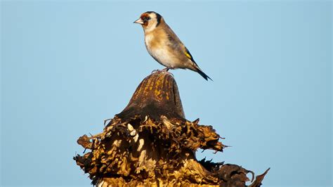 Rare birds found in Jersey | ITV News Channel