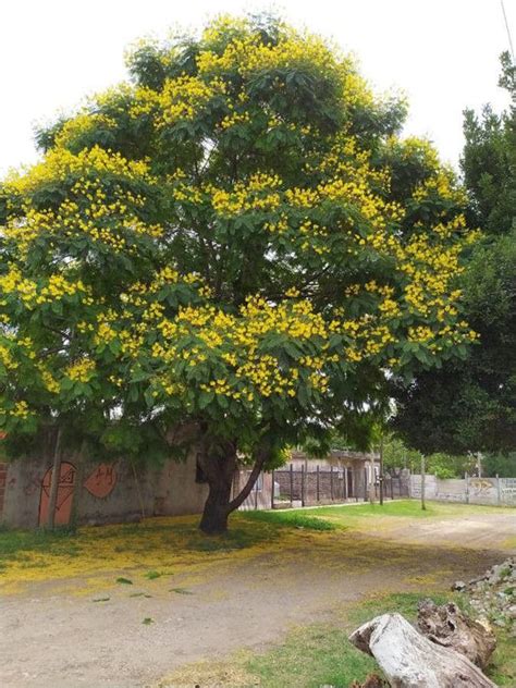 Best Peltophorum Trees Plants Nurseries Shop Now In Kadiyam India ...