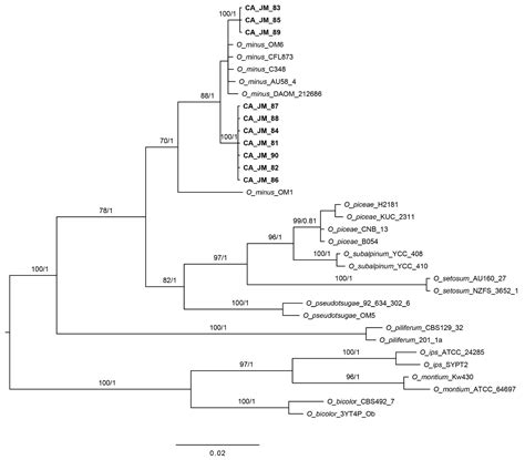 Endemic Jeffrey Pine Beetle Associates: Beetle/Mite Fungal ...