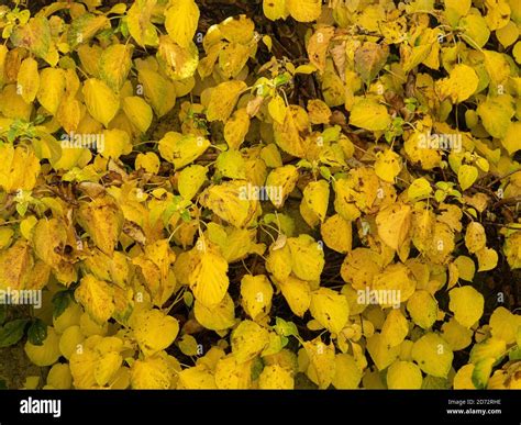 Climbing hydrangea hi-res stock photography and images - Alamy