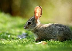 Image result for Cottontail Bunnies