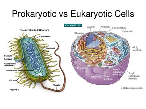 what r the characteristics of prokaryotes - Brainly.com