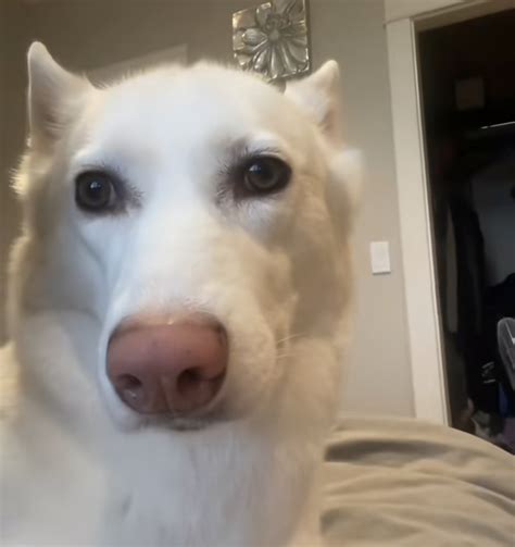 Comments 61937 to 61898 of 88363 - Incredibox - Sprunki by wolf_hal