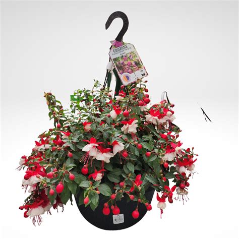 Fuchsia Hanging Basket Fuchsia Trailing Mix Pre Planted Basket