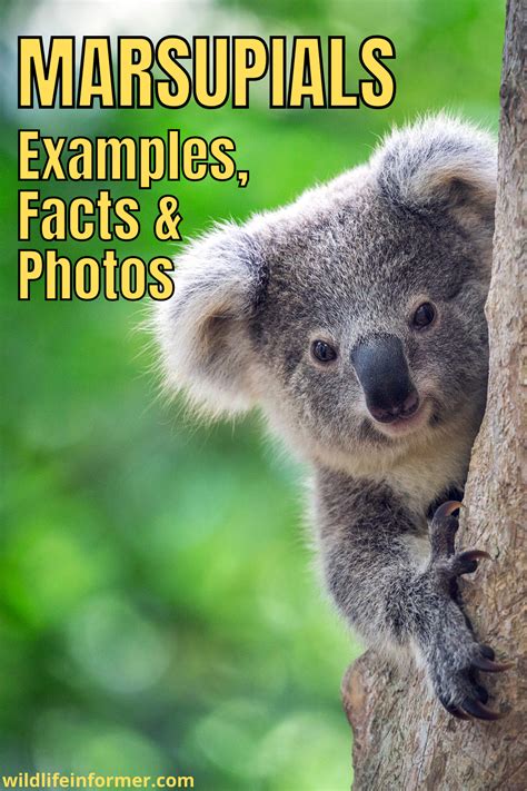 Image result for JavaScript Errorlevel