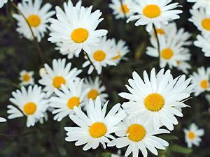 Buy QUENCH BOTANICS Skin Detox Gel Face Wash with Matcha Green Tea Anti ...