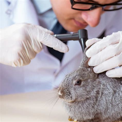 Mites in Rabbits 101: A Complete Guide to Symptoms and Treatment