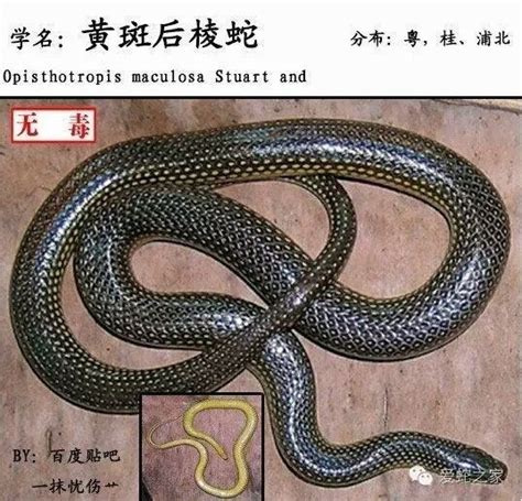 蛇类大全图片及名称-图库-五毛网
