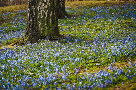 Bluebell Plant Guide: Cultivation, Uses, and Spring Blooms