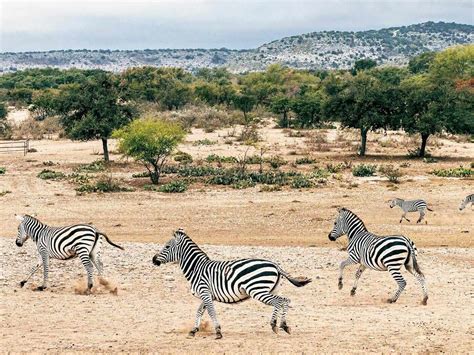 28 Facts About Indonesia Wildlife - Facts.net