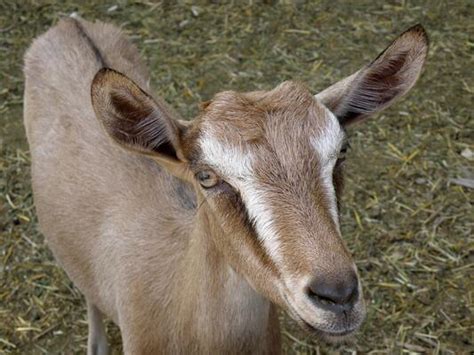 Image result for Goat Cheese Making Process