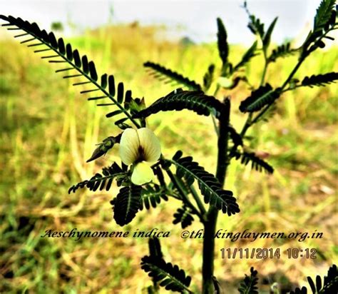 Medicinal Plant Details