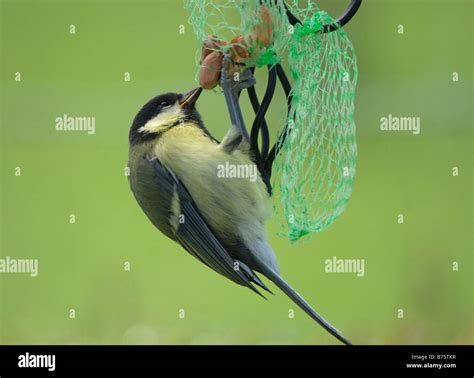 Image result for 2 Example of Programming Language