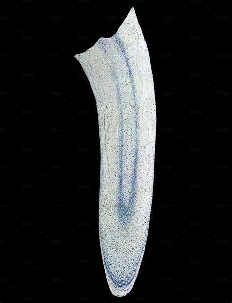 Light Microscope Micrograph 的图像结果