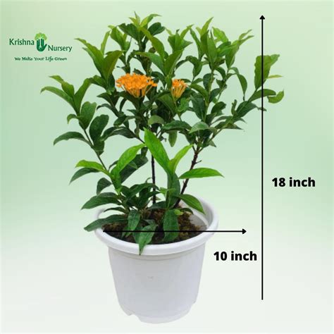 Ixora Plant - Yellow Flower