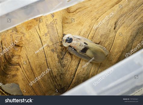 Image result for Large Cockroach