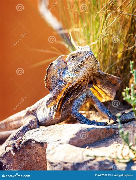 Alert Frilled Lizard on Rock Stock Image - Image of reptilian, alert ...