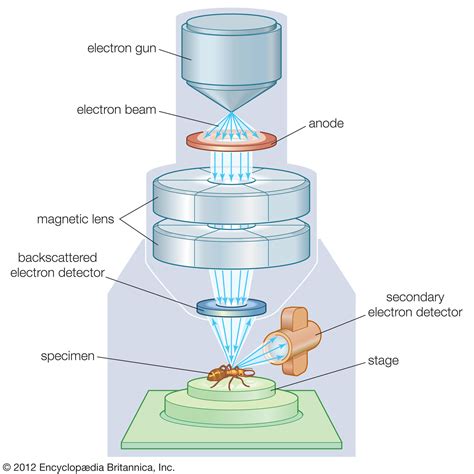 Advantages of Electron Microscopy over Optical Microscopy | Grapevine ...