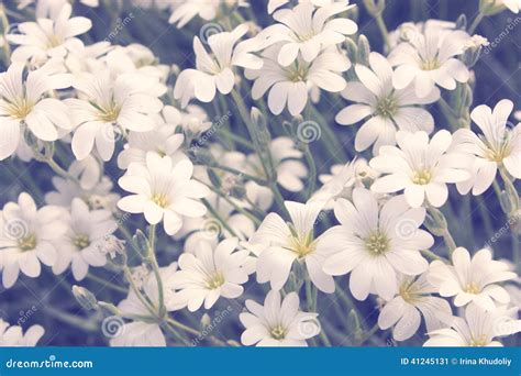 Small white flowers stock image. Image of garden, beauty - 41245131