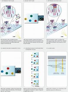 illumina solexa tech summary illumina s solexa sequencing technology illumina solexa tech summary illumina s solexa sequencing technology