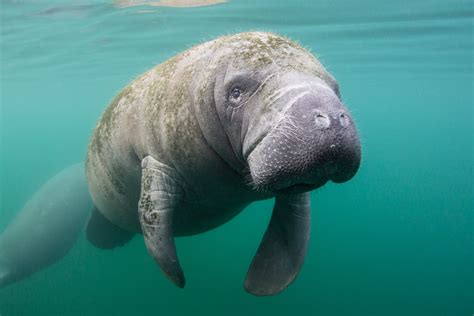 Manatee Eating Plants