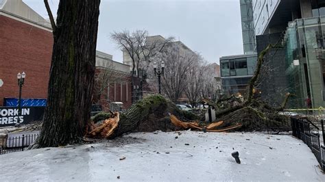 Portland ice storm brought down hundreds of trees around the city | kgw.com