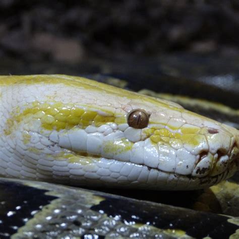 REPTILIENZOO ALLGÄU (2025) All You Need to Know BEFORE You Go (with ...