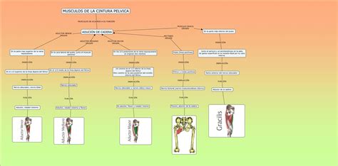 aducion de la cadera