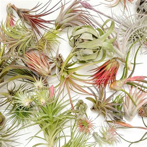Air Plant Varieties: Discovering the Diversity of Tillandsia | by Alen ...