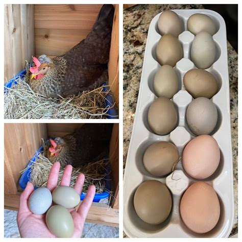 Olive Egger Eggs Sunflower" Olive Egger — DRAGONFLY FARM