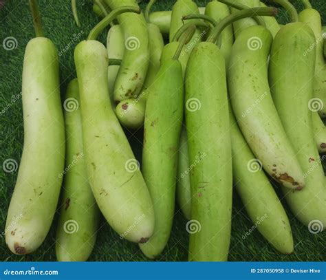 Lagenaria Siceraria, Known As Bottle Gourd in English and Lauki in ...