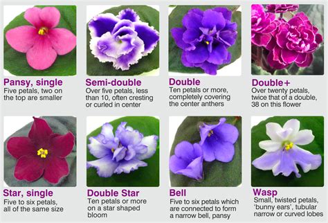 Year of the African Violet - National Garden Bureau