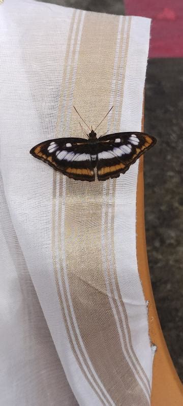 Athyma inara inara | Butterfly