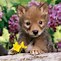 Image result for Cute Animals and Flowers