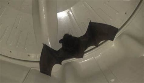 家里频繁出现蝙蝠是怎么回事 - 业百科