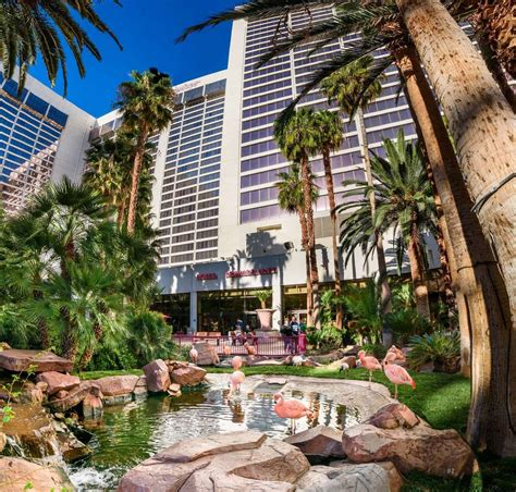 Flamingo Wildlife Habitat - Pelican Feedings, Location & Hours, Las Vegas