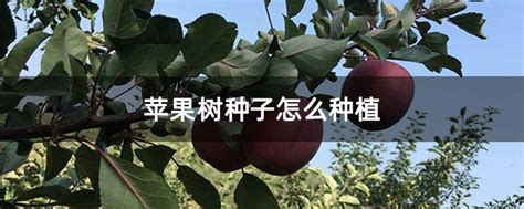 现代化苹果园发展的主要趋势_植保技术_191农资人 - 农技社区服务平台