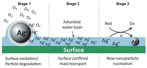 Mechanisms of Silver Nanoparticle Release, Transformation and Toxicity ...