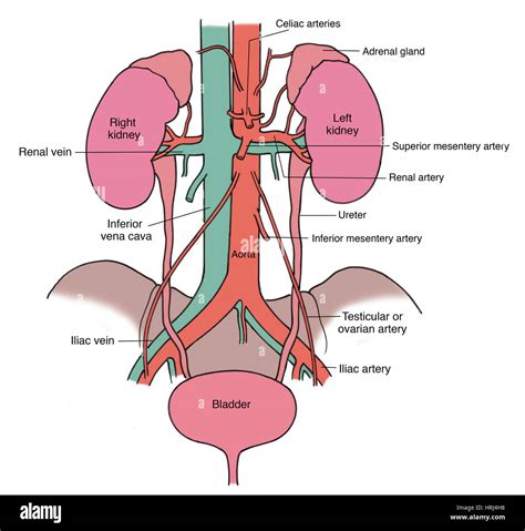 Ovarian artery hi-res stock photography and images - Alamy