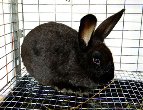 Silver Fox Rabbit Doe 'Julia'