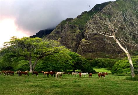 What To Wear To Kualoa Ranch at Annette Nelson blog