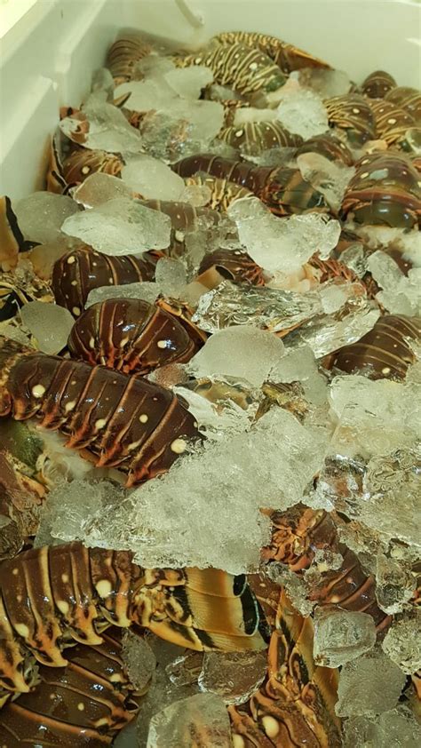 Lobsters & Lobster Tails For Sale Per Lb - Kingston, Spanish Town And ...